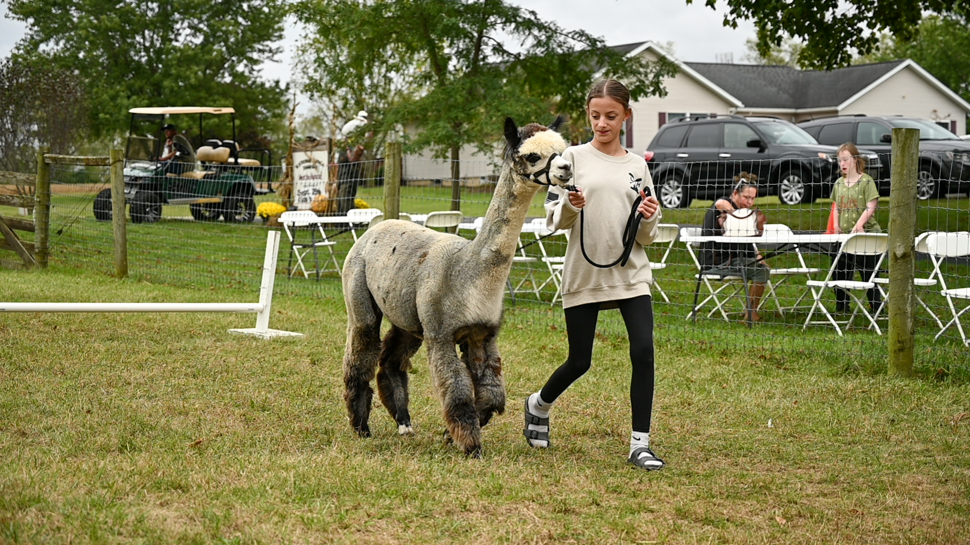 Alpaca obstacle course at Count Your Blessings Farm